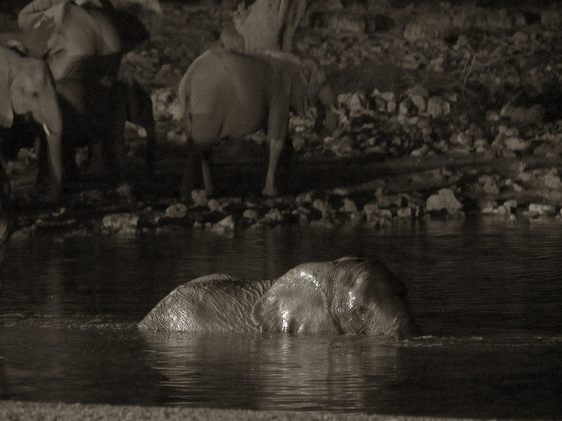 Okaukuejo, African Elephant